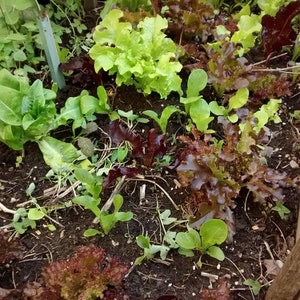 Heirloom Leaf Lettuce Mix