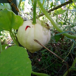 Puede incluir: Una calabaza blanca creciendo en una vid con hojas verdes. La calabaza es redonda y tiene una textura ligeramente rugosa.