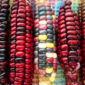 May include: Five ears of colourful corn with red, purple, blue, and yellow kernels. The corn is arranged vertically and is ready to be harvested.