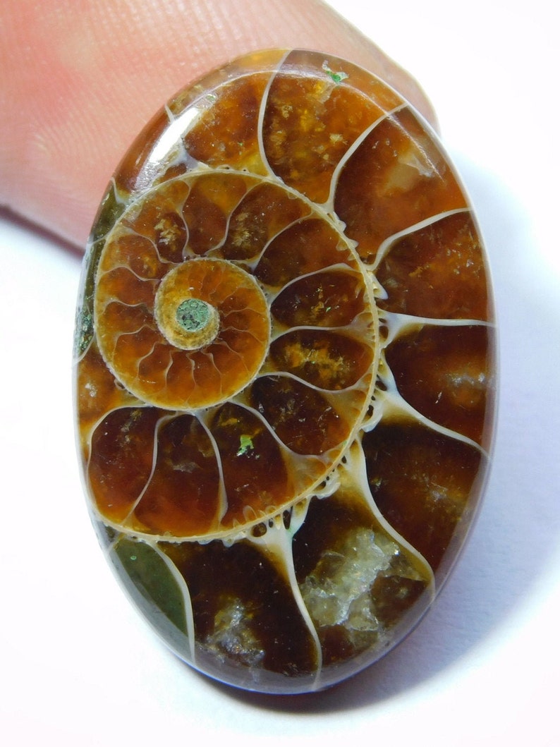 ammonite gemstone ammonite gemstone
