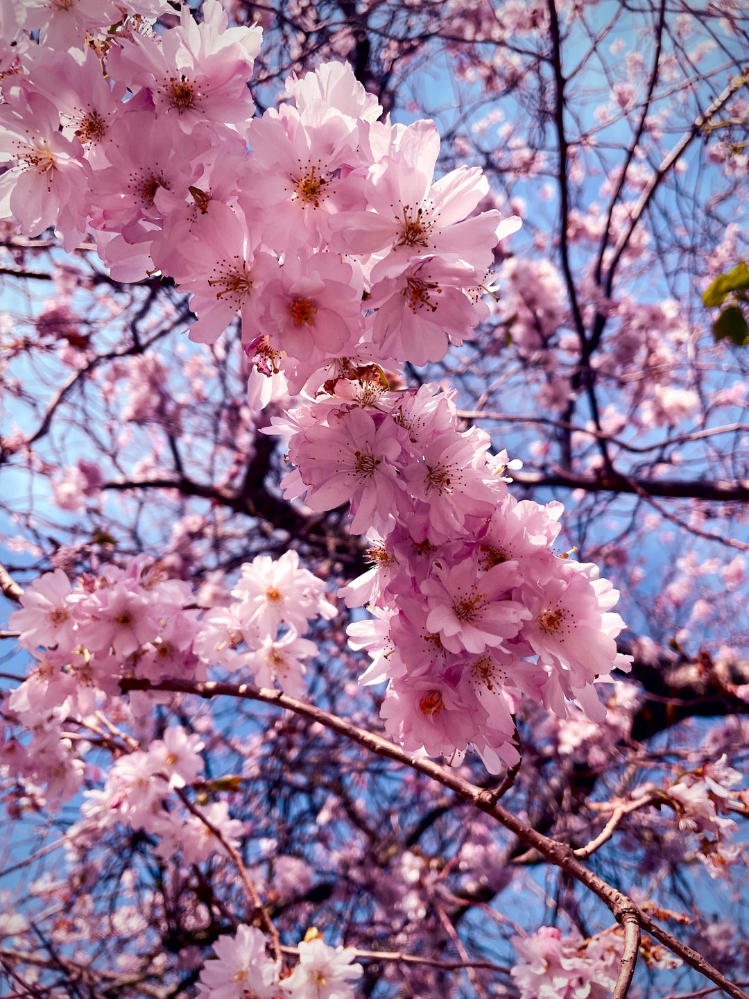 Blossom Photograph - Etsy
