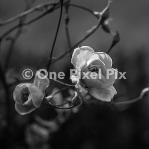 Flower Pack Black and White, Stock Photo, Instagram, Digital Download image 3