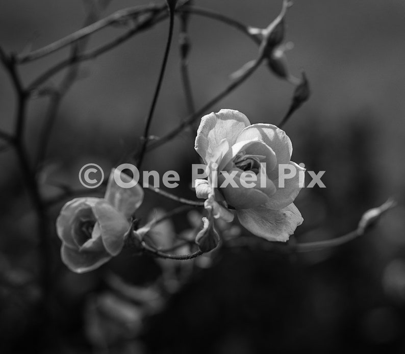 Flower Pack Black and White, Stock Photo, Instagram, Digital Download image 3