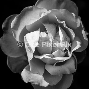 Flower Pack Black and White, Stock Photo, Instagram, Digital Download image 4