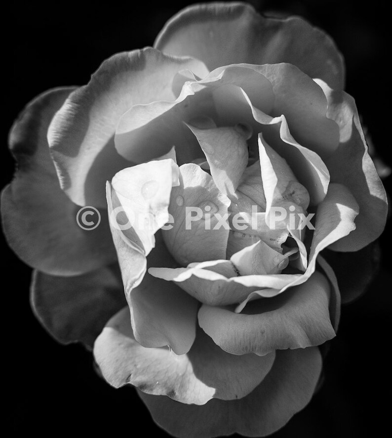 Flower Pack Black and White, Stock Photo, Instagram, Digital Download image 4