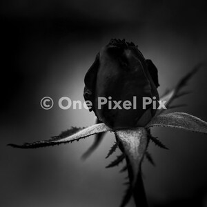 Flower Pack Black and White, Stock Photo, Instagram, Digital Download image 5