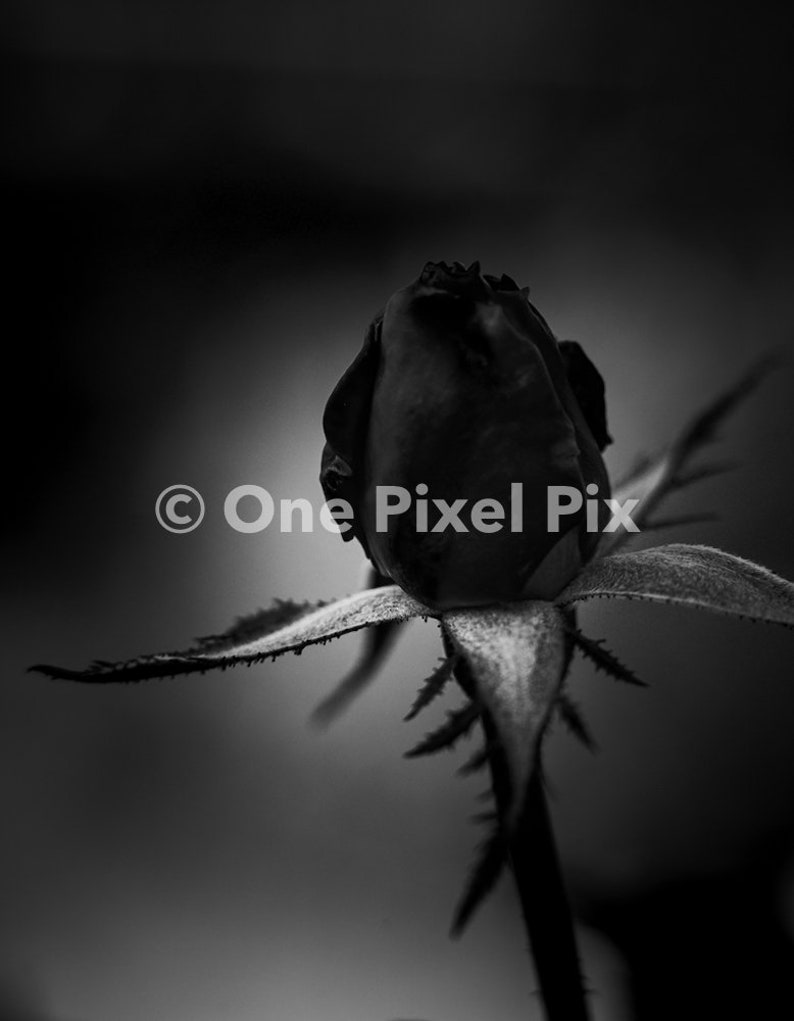 Flower Pack Black and White, Stock Photo, Instagram, Digital Download image 5