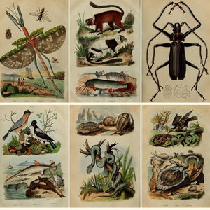 Könnte beinhalten: Eine Vintage-Illustrationscollage mit verschiedenen Tieren und Insekten. Die obere Reihe zeigt ein Stabheuschrecke mit grünen und braunen Flügeln, einen rot-haarigen Lemur und einen großen schwarzen Käfer. Die mittlere Reihe zeigt einen Vogel mit blauer Brust, einen Fisch mit roten Flossen und eine Schlange, die sich um einen Ast windet. Die untere Reihe zeigt einen Hai, eine Schildkröte und einen Vogel mit braunen Federn.