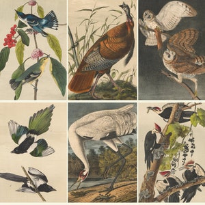 Audubon's BIRDS of North America - Full in 7 Volumes - Amazing Color Plates French-American ornithologist prints Digital Download ZIP files