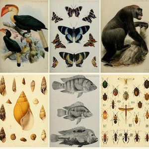 Transactions of the Zoological Society of London - 1835-1915 - 20 vols animals flowers fishes - Digital Download ZIP files
