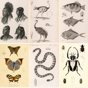 CUVIER Natural History - Animals - Birds - Insects - Shells - Fishes Plates Human Races Snakes Bugs Butterflies - Digital Download ZIP files