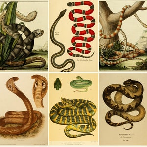 SNAKES - Rare Old Books - Beautiful COLOR Plates - Serpents Brasil India Roma - Downloadable Printable Digital Download ZIP files