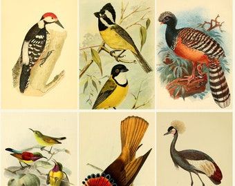 Puede incluir: Una colección de seis ilustraciones vintage de diferentes pájaros. Los pájaros están representados en un estilo realista con plumas y colores detallados. Las ilustraciones están sobre un fondo blanco.