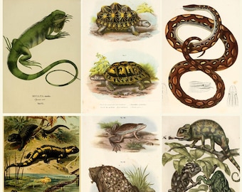 Antique Reptile & Amphibian Illustrations Digital Download, Herpetology Prints, Vintage Natural History Plates, Wildlife Art JPG Archive