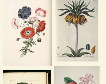 Antique Floral Botanical Prints Collection – Temple of Flora & Vintage Flower Books, 18th–19th Century Art (Digital Download)