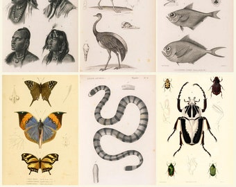 Georges Cuvier Natural History Prints Collection - Animal Anatomy, Insects & Early Zoology Plates, 11 Volumes Digital Download