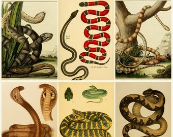 SNAKES - Rare Old Books - Beautiful COLOR Plates - Serpents Brasil India Roma - Downloadable Printable Digital Download ZIP files