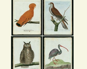 May include: A collection of six vintage illustrations of birds. The illustrations are hand-painted in watercolor and feature a variety of bird species, including a duck, a bird of paradise, a hawk, an owl, and an ibis. The illustrations are set against a white background and are framed in a simple black frame.