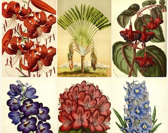 アンティーク花柄版画コレクション – Flore des Serres植物画、19世紀の花の芸術と園芸図版のアーカイブ