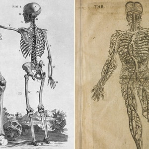 ANATOMY 5 Rare Antique Books - CHESELDEN - Cowper - medicine Anatomical prints decor cabinet doctor medical - Digital Download ZIP files