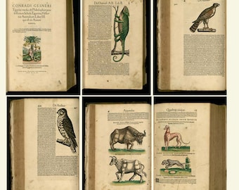 May include: A vintage book with illustrations of various animals, including a chameleon, a hawk, a falcon, a buffalo, a cow, and a dog. The book is open to several pages, each with a different animal illustration and text in Latin.
