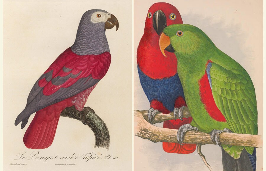希少 The Parrots Die Papageien 鳥 コレクター 画集 希少 The Parrots Die Papageien 鳥 コレクター 画集 希少 The