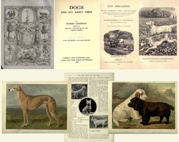 アンティーク 本　ドイツの犬の品種 珍しい本　ドイツ語　レア 洋書 アンティーク 本、狩猟犬の品種、珍しいドイツの本 ドイツ語