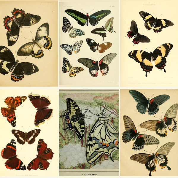 BUTTERFLIES - Old Books - South Africa - New Zealand - COLOR Plates - Rhopalocera sphinxes and moths Malayan - Digital Download ZIP files