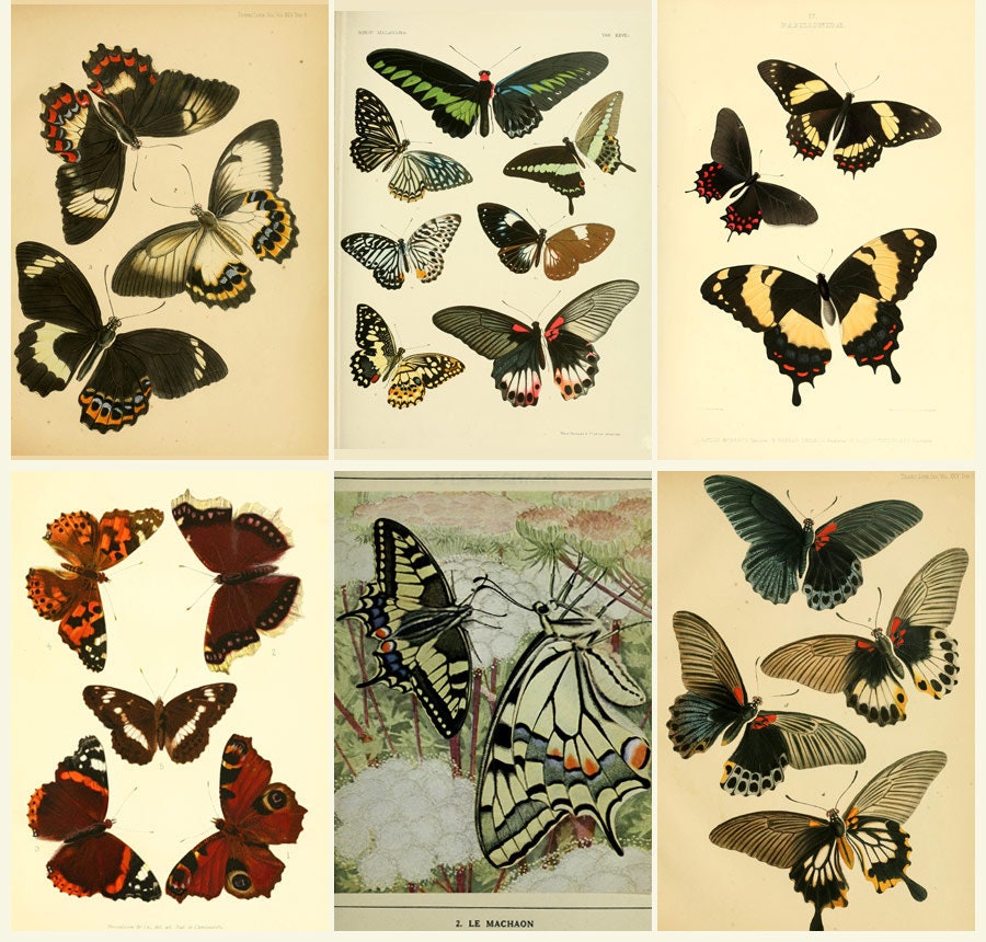 BUTTERFLIES - Old Books - South Africa - New Zealand - COLOR Plates - Rhopalocera sphinxes and moths Malayan - Digital Download ZIP files