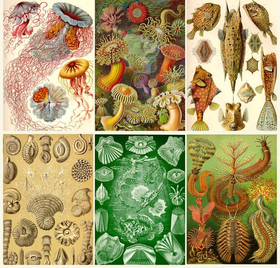Kunstformen der Natur Ernst Haeckel Plates Antique Natural History Illustrations Bonus Books Digital Download