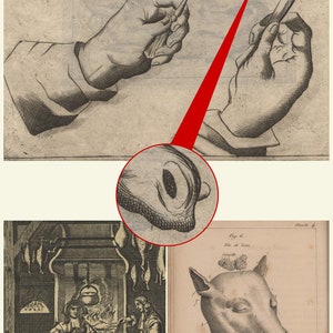 Puede incluir: Una ilustraci&oacute;n vintage que representa una gu&iacute;a de carnicero para cortar carne. La imagen muestra una mano sosteniendo un cuchillo y un tenedor, con un pollo en el tenedor. La imagen tambi&eacute;n muestra un diagrama de una cabeza de cerdo y un diagrama de un corte de carne.