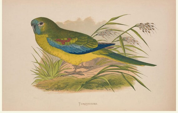 PARROTS - Old Books Collection - COLOR Plates - Edward Lear