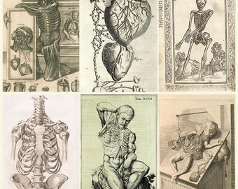 Antique Anatomy Illustrations Collection Digital Download, Vintage Medical Engravings Human Body Anatomy Plates Renaissance Medical Art