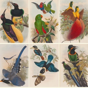 John Gould's BIRDS of Asia - New Guinea - Papuan islands - Great Britain - Beautiful plates wall decor - Digital Download ZIP files