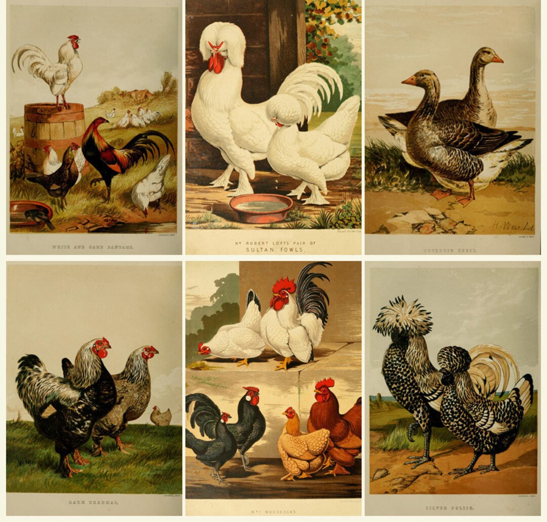 POULTRY Old Books Birds Fowl Chickens Ducks Geese Great COLOR POULTRY Old Books Birds Fowl Chickens Ducks Geese Great COLOR