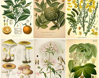 Vintage Botanical Plant Illustrations – Kohler and Botanica Pharmaceutica, Antique Flower Engravings & High Resolution Herbarium JPGs