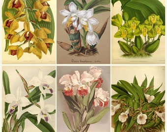 Antique Orchid Botanical Prints Collection – Rare Orchid Books, Reichenbachia & Vintage Floral Illustrations (Digital Download)