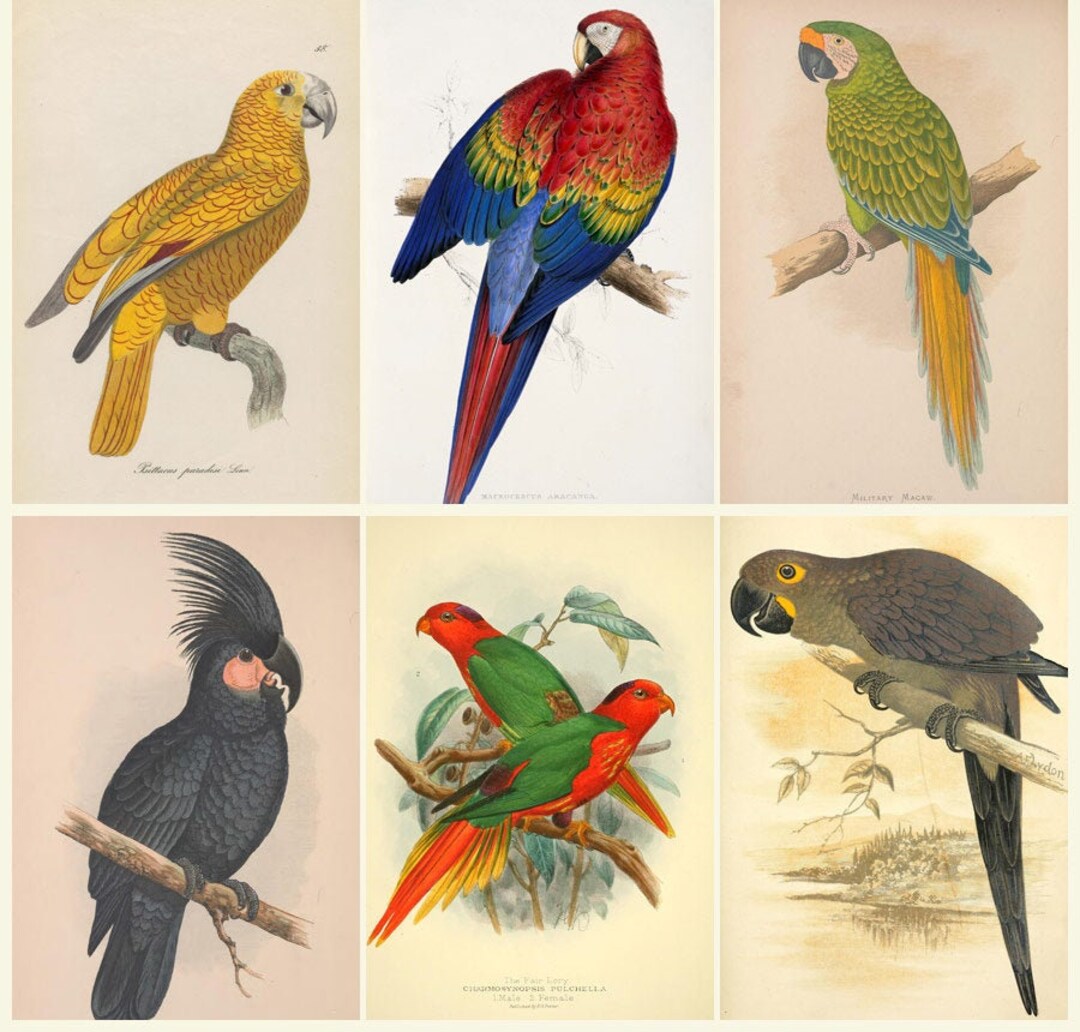 希少 The Parrots Die Papageien 鳥 コレクター 画集 希少 The Parrots Die Papageien 鳥 コレクター 画集 希少 The
