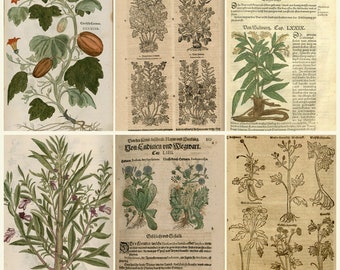 German Botany Books - 16th c. Kreuterbuch - H. Bock - Fuchs - Brunfels Deutchland Eucharius Roeslin - Mattioli -  Digital Download ZIP files