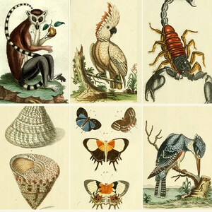 BOROWSKI 425 Color Plates Animals Zoology Natural History - 1780-1789 German Digital Download ZIP