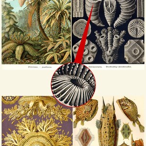 May include: A vintage illustration of a fern plant, a coral polyp, and a seahorse. The illustration is in black and white and has a detailed, intricate style. The fern plant is on the left side of the image, the coral polyp is in the center, and the seahorse is on the right side of the image.