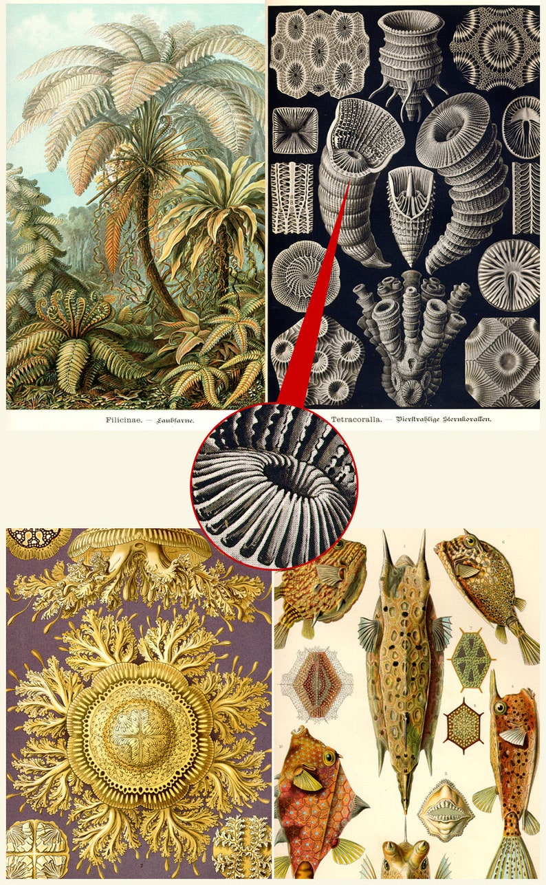 May include: A vintage illustration of a fern plant, a coral polyp, and a seahorse. The illustration is in black and white and has a detailed, intricate style. The fern plant is on the left side of the image, the coral polyp is in the center, and the seahorse is on the right side of the image.