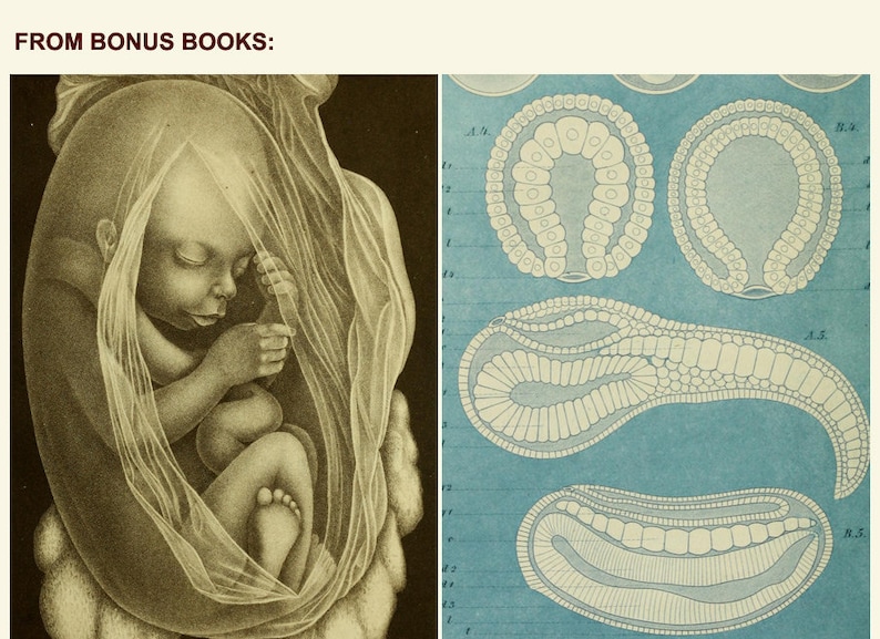 May include: A black and white illustration of a fetus in the womb. The image shows the fetus in a curled position with its arms and legs crossed. The image is from a medical textbook.