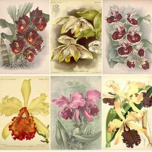 ORCHIDS Rare Old Books - J. Linden - A. Cogniaux - Beauty Color Plates - Lilies - iconographie des orchidees - Digital Download ZIP files