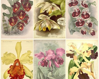 Rare Orchid Color Plate Collection Digital Download | Vintage Botanical Prints Orchid Flowers Antique Illustrations JPG