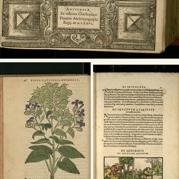 16th Century Botanical books - botany, herbs Rembert Dodoens Adam Lonicer - Charles de L'Ecluse - Otto Brunfels - Digital Download ZIP files