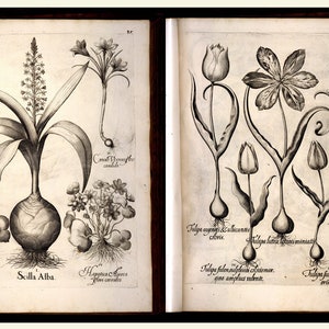 Hortus Eystettentis - Basil Besler - 1613 + bonus - Germany Garden of Eichstatt Codex most famous botanical art - Digital Download ZIP files