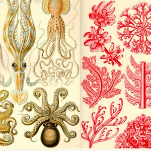 May include: A vintage illustration of various types of squid and octopus, with detailed drawings of their tentacles and bodies. The illustration is in shades of brown, yellow, and white. On the right side of the image, there are various types of red coral, with detailed drawings of their branches and textures.