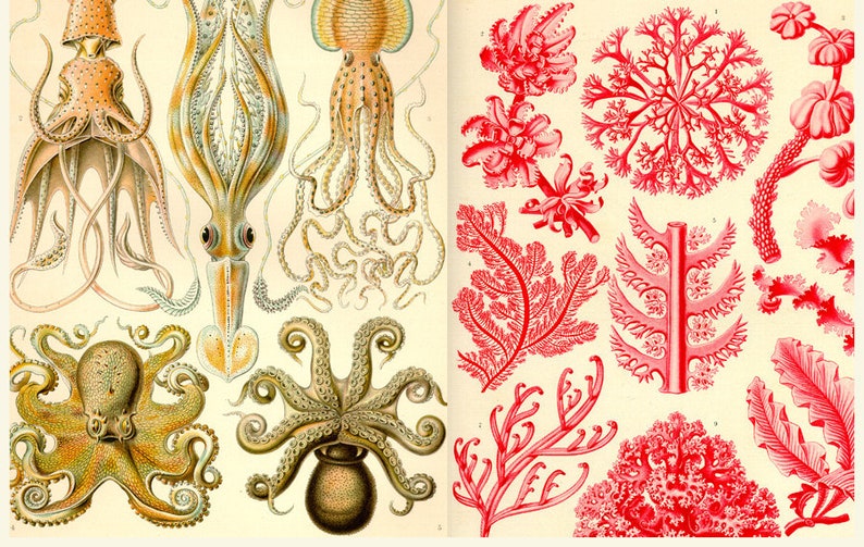 May include: A vintage illustration of various types of squid and octopus, with detailed drawings of their tentacles and bodies. The illustration is in shades of brown, yellow, and white. On the right side of the image, there are various types of red coral, with detailed drawings of their branches and textures.