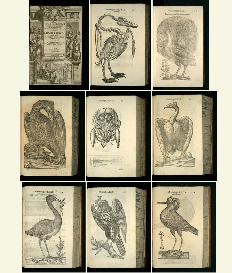 Antique Zoology Book - Etsy